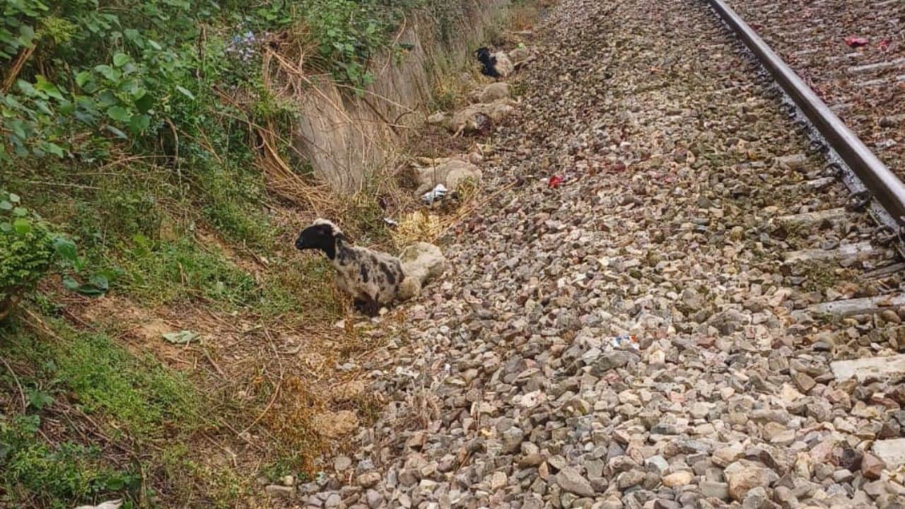 ट्रैक के किनारे पड़ीं भेड़-बकरियां।