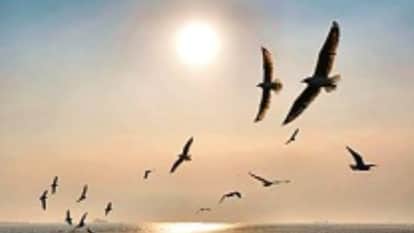 Declining Bird Population in the U.S.: Causes and Implications