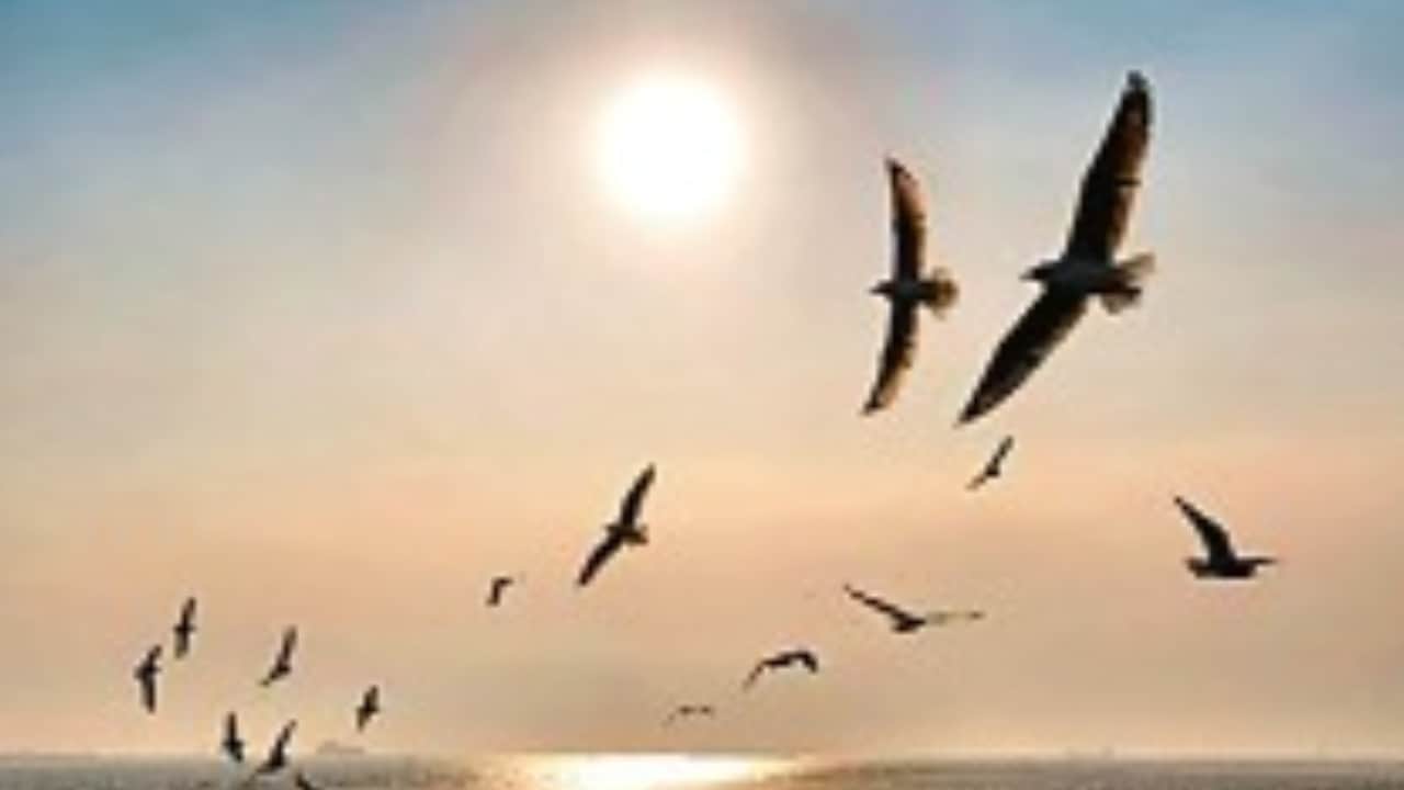 अमेरिका में पक्षियों की संख्या क्यों घट रही?