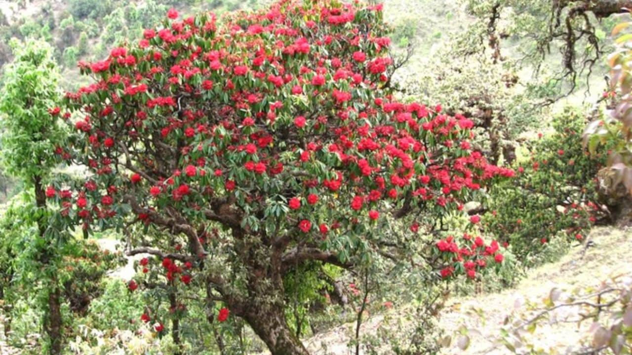 बुरांस के फूल