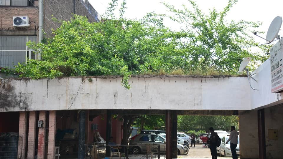 चंडीगढ़ सेक्टर 7 में छोटे बूथ के पास छत पर उगे हुए पेड़ और झाड़ियां