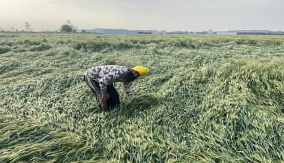 Farmers in Gadarpur are worried as rain and storm damage their wheat crops