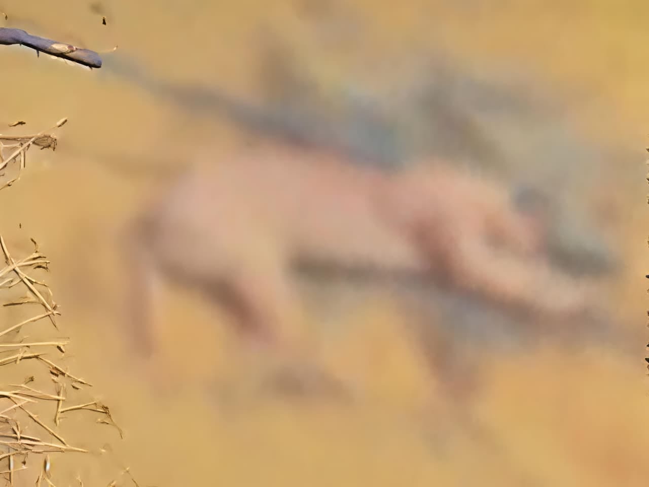 Rare caracal killing case: Social media video reveals the cause, forest department arrests 3 accused