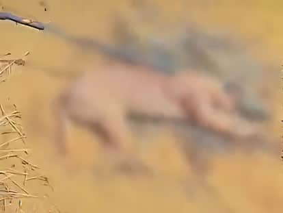 Rare caracal killing case: Social media video reveals the cause, forest department arrests 3 accused