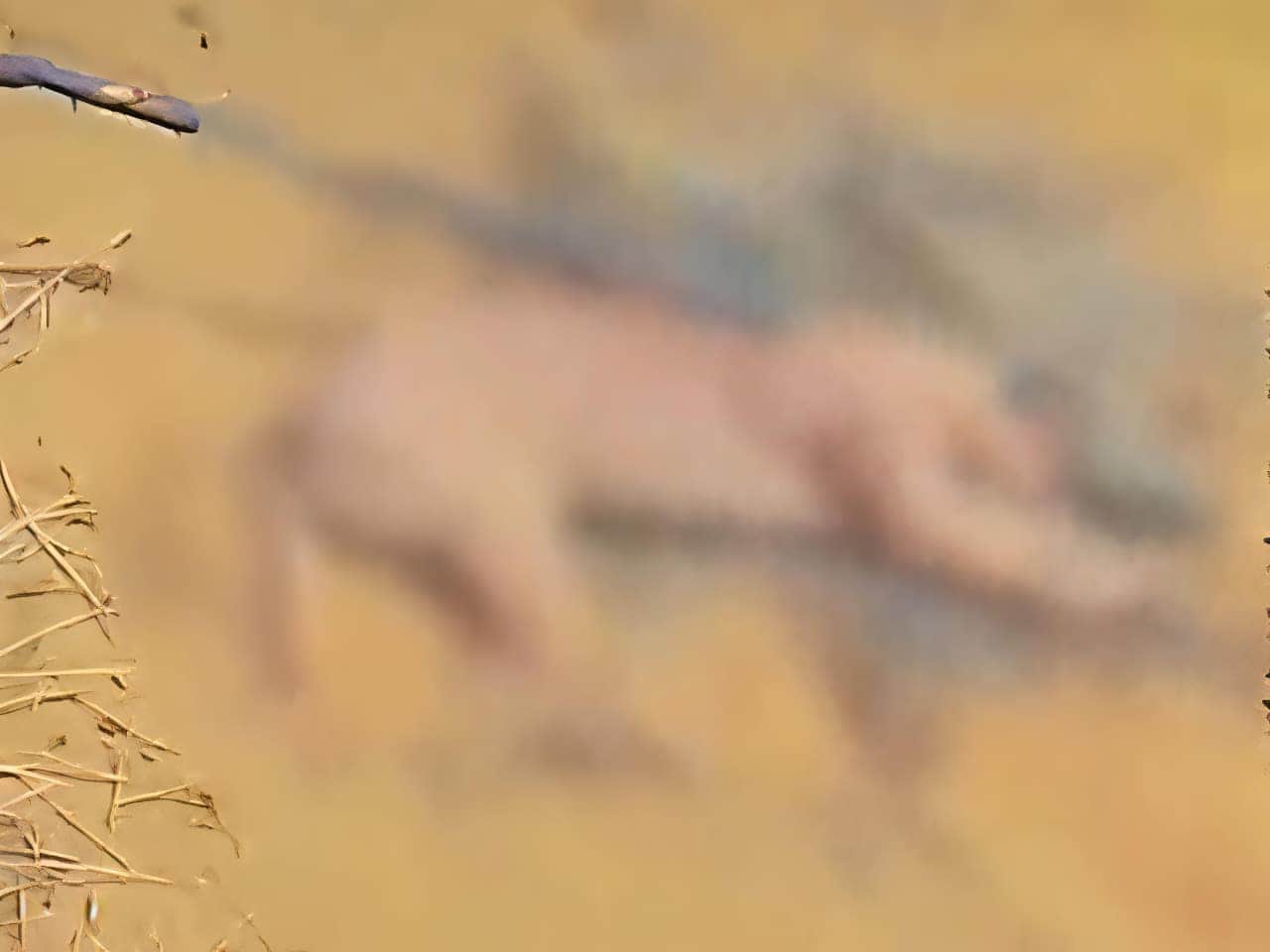 जैसलमेर में दुर्लभ कैरेकल की हत्या