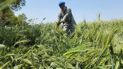 Punjab weather Rain and Hail Accompanied by Strong Winds
