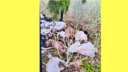 30 goats died due to lightning in Narnaul