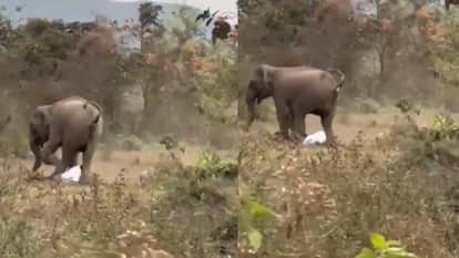 elephant aggressively trampled man but he miraculous escape Elephant Attack Video viral