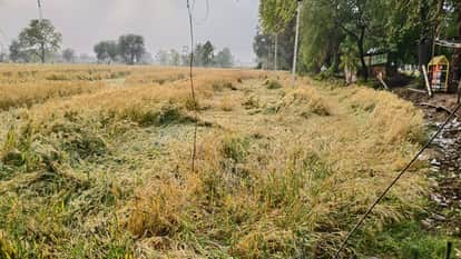 Rain in various districts of Haryana