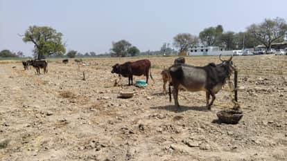 Kanpur Divisional Level Cattle Fair Falls Victim to Mismanagement Samosas Served Despite 6.50 Lakh Budget