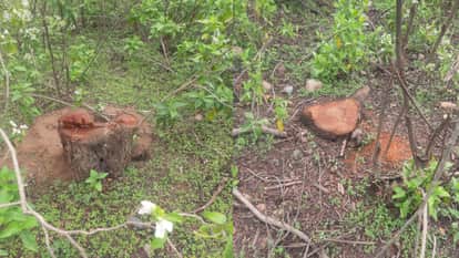 Himachal: 1,000 Khair Trees Felled in Govt Forest at Jhamber, Una; Forest Department Issues Statement