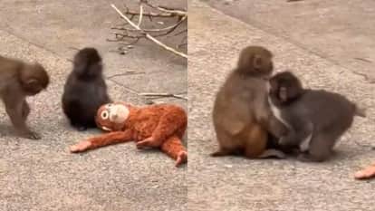 Baby monkey punch finds love momochan japan zoo video goes viral on social media
