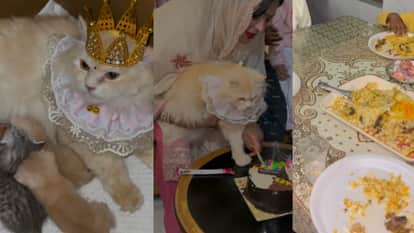 dawat e meow cat kittens biryani party video goes viral on internet