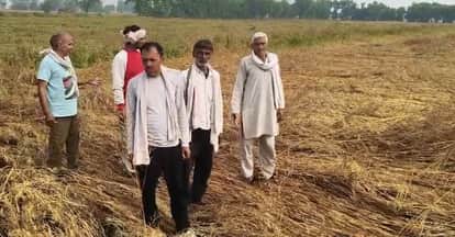 Storm and Rain Flatten Wheat Crops Across Hundreds of Acres, Farmers Suffer Losses