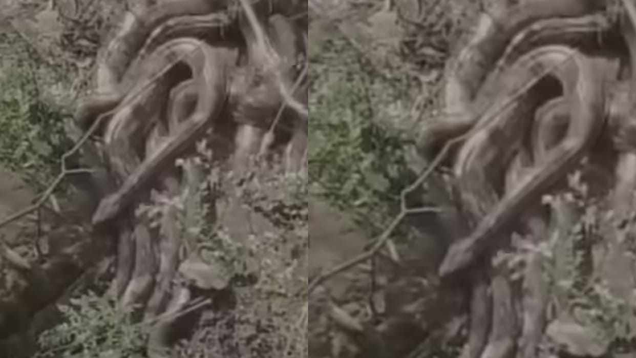 Kangra Himachal Pradesh Giant Pythons Viral Video Weird News
