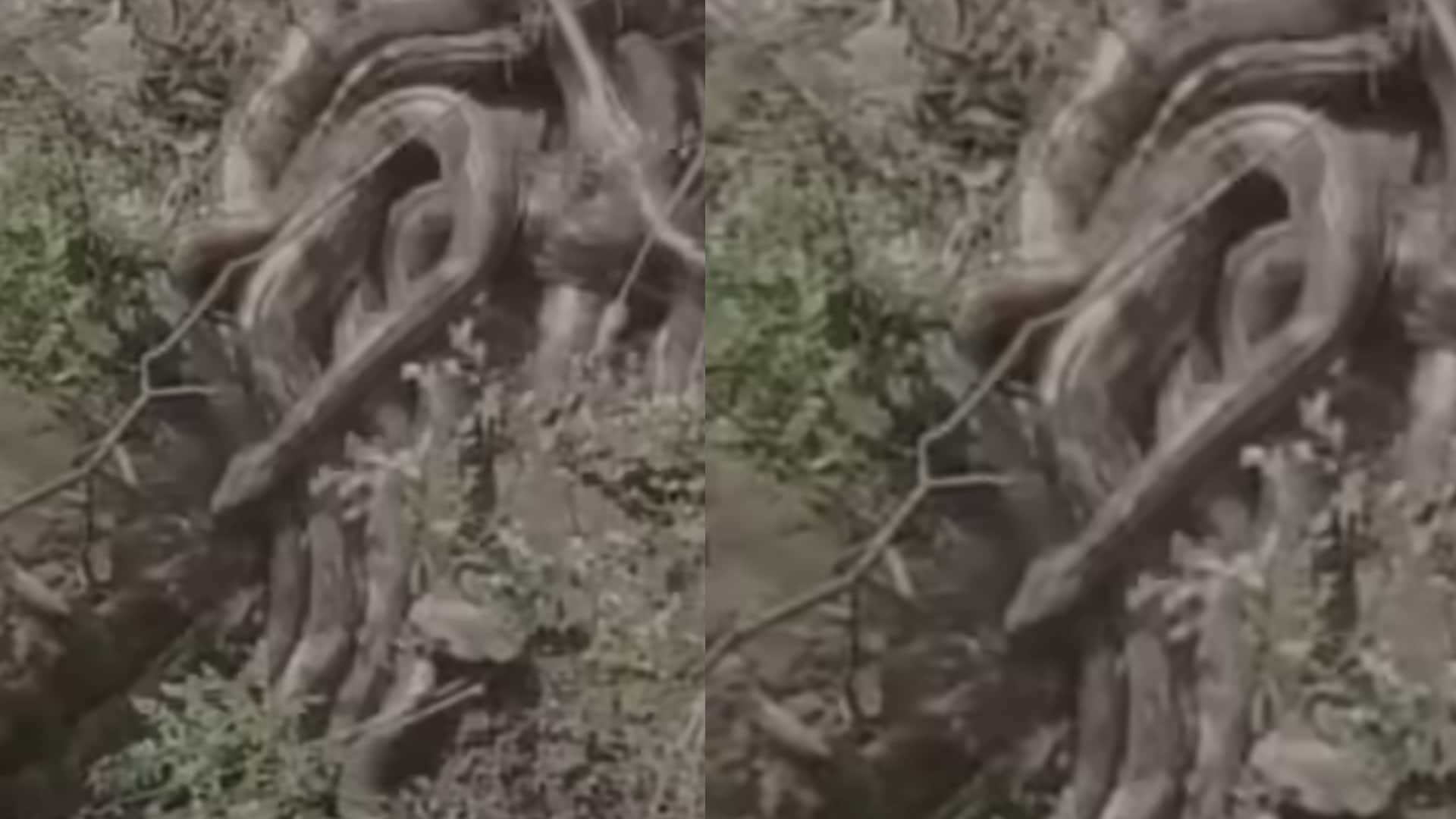 लोगों ने पेड़ की जड़ समझकर फेंका पत्थर, फिर एक साथ दिखे इतने अजगर