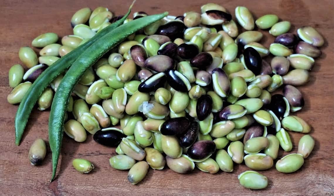 कमालगंज में सेम के बीज की रिश्वत पड़ी महंगी