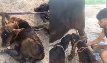 Kanpur Indigenous Cow Gives Birth to Twins Crowds Flock to See the Calf and Heifer