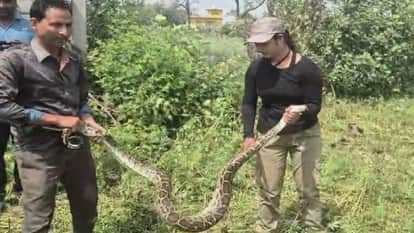 Rescue Girl Nazroon Nisha Captures 13-Foot-Long Python in Lakhimpur Kheri