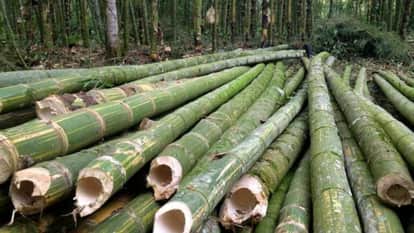 Himachal No Fee for Cutting Bamboo on Private Land Excluded from Tree Category