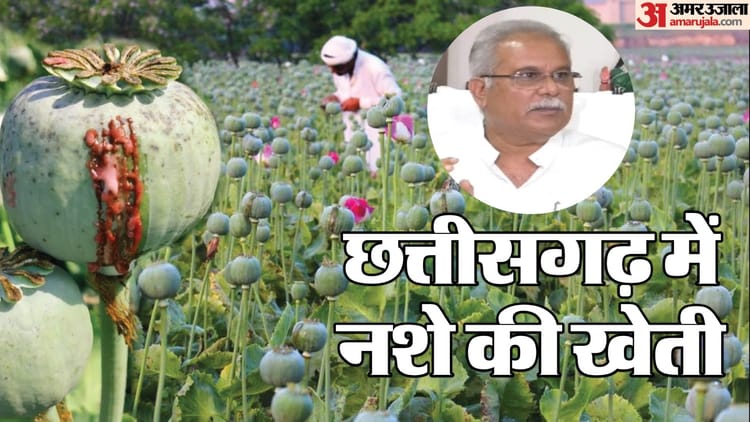 अब रायगढ़ में मिली अफीम की खेती: भूपेश बघेल बोले- सीएम, गृहमंत्री की चुप्पी बता रही इस खेल का असली सरगना कौन?