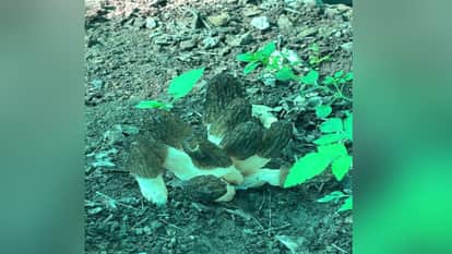 Successful Research on Gucchi Seeds: The Rare Mushroom Set to Grow Like Vegetables in Polyhouses