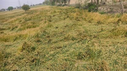 Crops affected by storm and rain