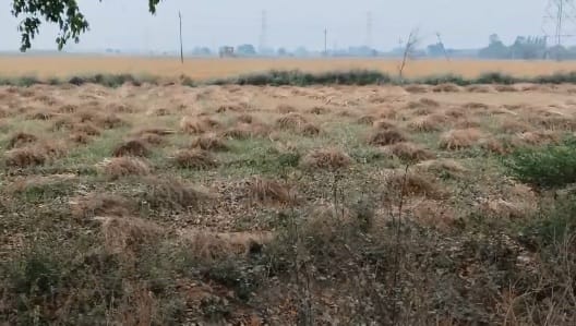 Kanpur Unseasonal Rains Heighten Farmers Concerns Harvested Mustard Lying in Fields Gets Soaked