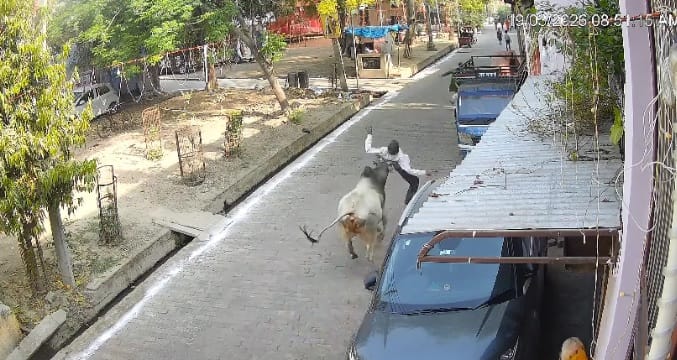 Kanpur Bull Mauls Passerby Leaving Him Half Dead Life Narrowly Saved as Bystanders Rescue and Hospitalize Him