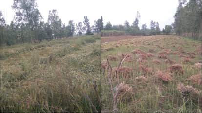 Rain accompanied by strong winds lashes Bareilly and other districts crops damaged