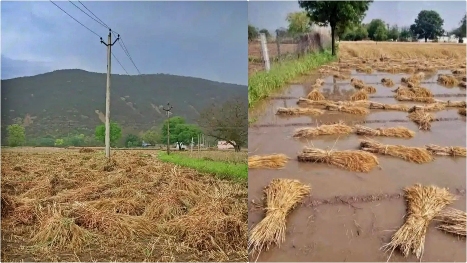 दौसा में बारिश से खराब हुई फसल