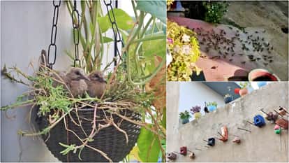 Chidiyon Wale Bhaiya Creates Hundreds of Nests from Waste in Banswara A Unique Example of Sparrow Conservation