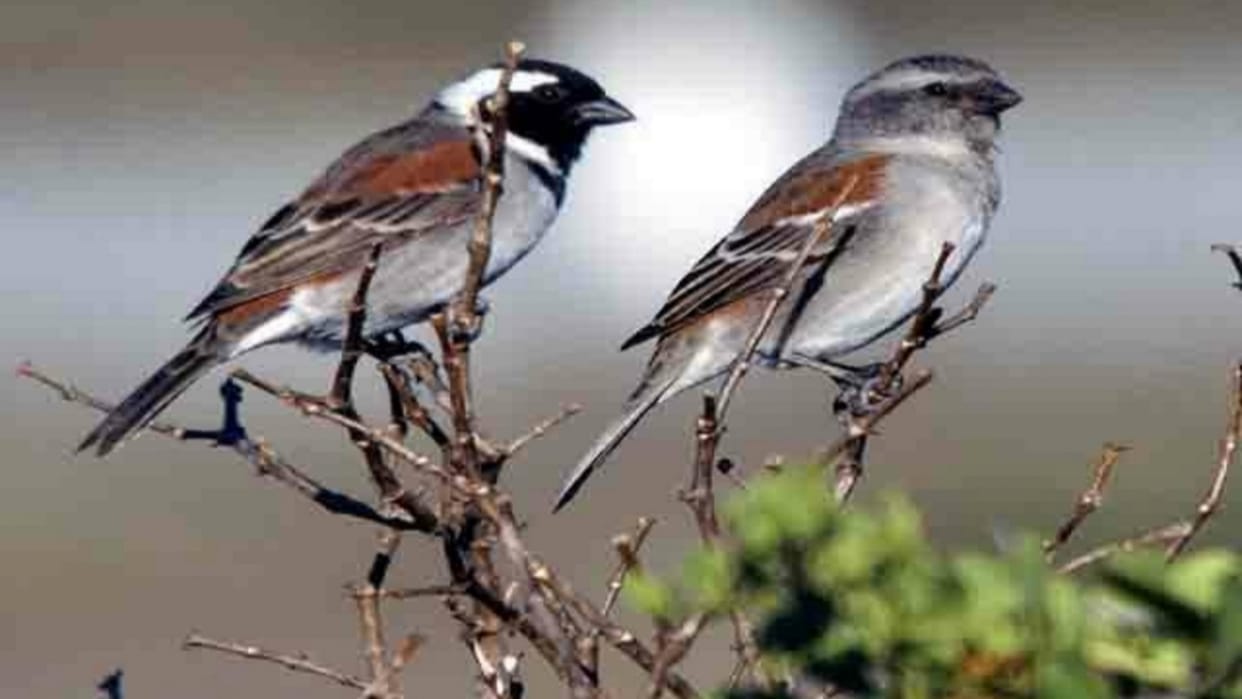 World Sparrow Day today Sparrows will be heard chirping again, a favourable environment created with food
