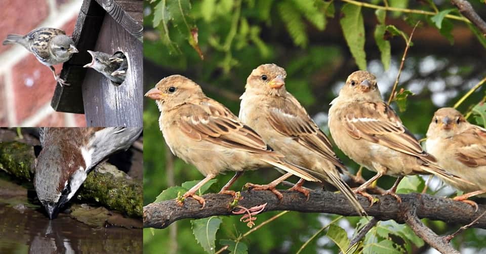 Hope returns on World Sparrow Day as sparrows make a comeback in Yamuna–Chambal villages