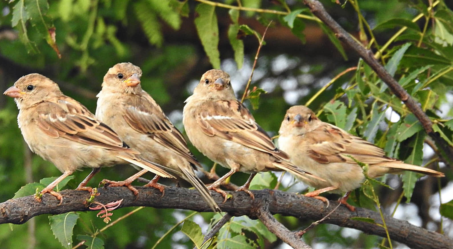 Hope returns on World Sparrow Day as sparrows make a comeback in Yamuna–Chambal villages