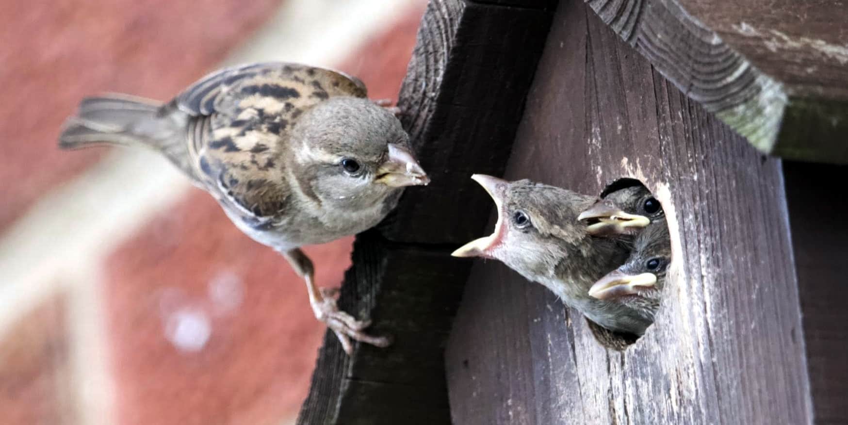 Hope returns on World Sparrow Day as sparrows make a comeback in Yamuna–Chambal villages
