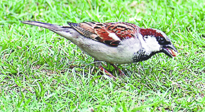 Hope returns on World Sparrow Day as sparrows make a comeback in Yamuna–Chambal villages