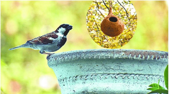 Hope returns on World Sparrow Day as sparrows make a comeback in Yamuna–Chambal villages