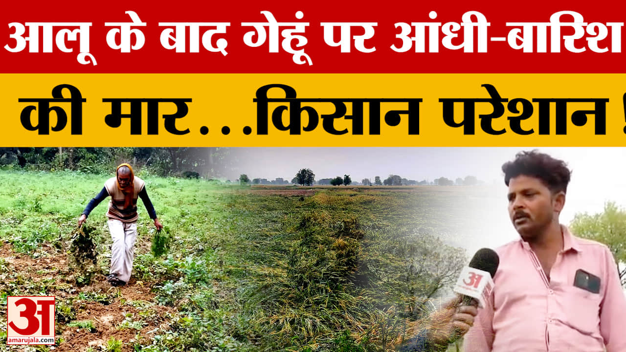 Aligarh: आलू के बाद गेहूं पर आंधी-बारिश की मार...किसान परेशान!