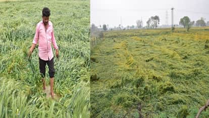 After Potato, impact of storm and rain on wheat