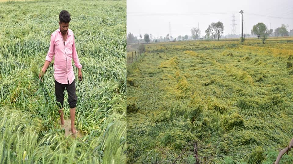 अतरौली रोड पर अहमदपुरा में बारिश से खराब फसल को देखता किसान भारत