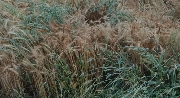 Kanpur Wheat crops flattened in field by storms and rain farmers fear grain discoloration and decline in yield