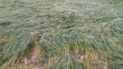 Jhansi: Sudden rain increases farmers' worries, wheat and gram crops in danger