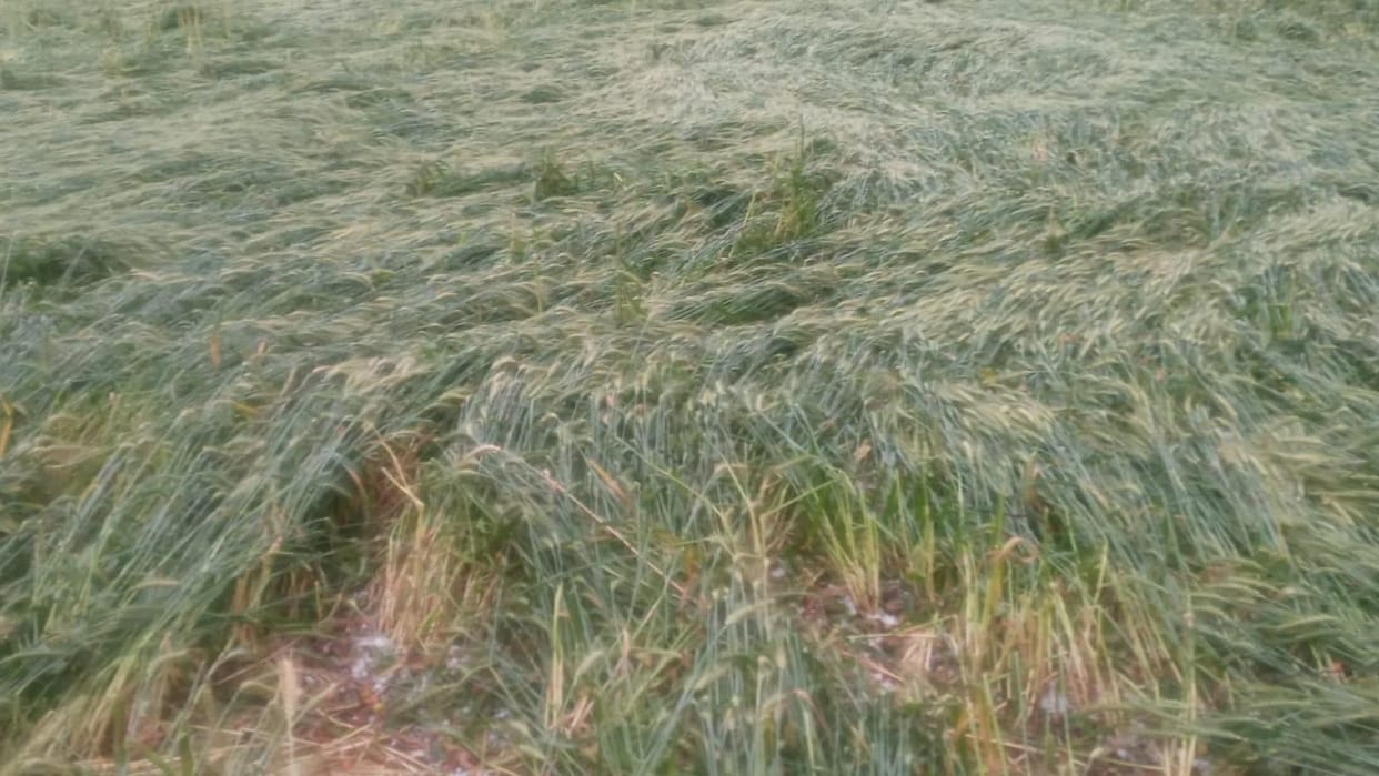 Jhansi: Sudden rain increases farmers' worries, wheat and gram crops in danger