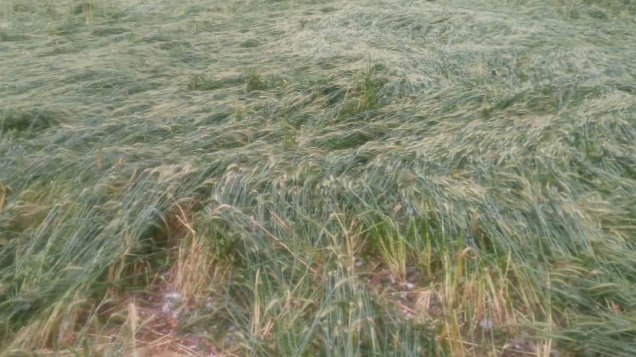 खेत में बिछी फसल।