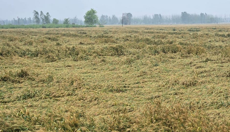 Unseasonal rain and strong winds destroy crops in Udham Singh Nagar