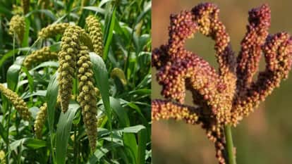 Shri Annapurjan Yojana: Koda-Kutki was not purchased from tribal farmers, yet PP bags worth Rs 50 lakh were pu