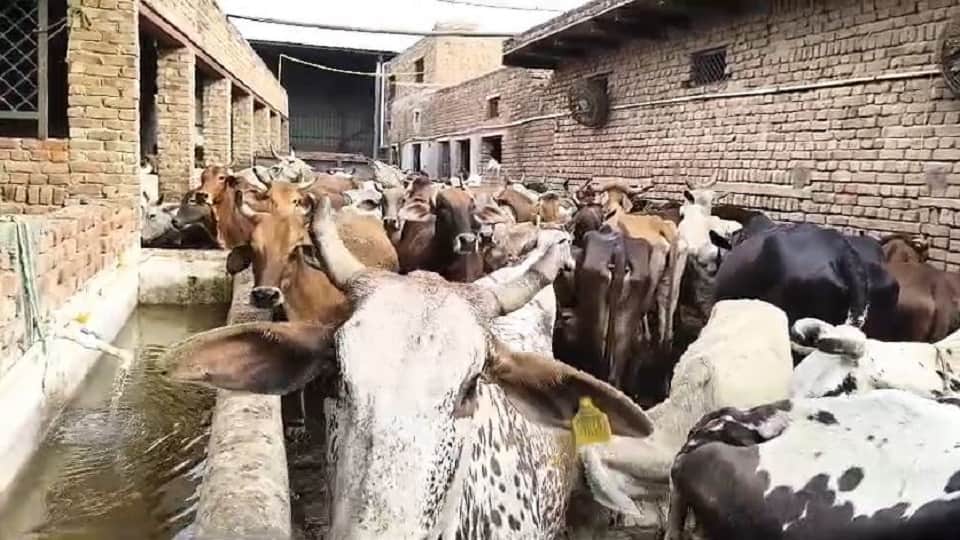 administration will take charge of cowshed after death of Farsa Wale Baba in mathura