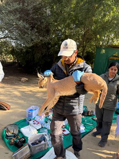 ‘Desert’s Small Cheetah’ Captured on Camera, Big Reveal on Caracal!