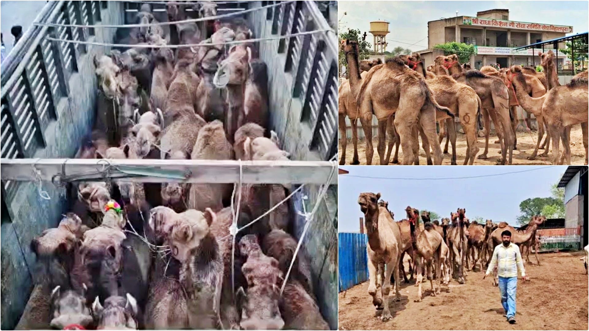 तस्करी के दौरान मुक्त कराए गए ऊंट-ऊंटनियां